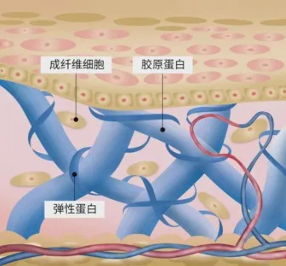 SILK TALK: The Silk Fibroin Series [Episode 2] – Silk Fibroin Awakens the Industry's "Forgotten